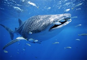 Diver almost swallowed by Whale Shark